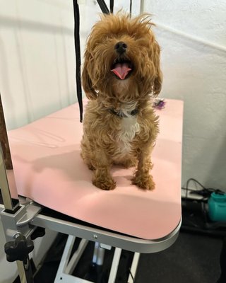 Doggy grooming - Check out the before and after makeovers of our pups! Doggy grooming - Check out the before and after makeovers of our pups!