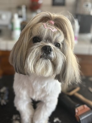 small dogs - Pampering your fur babies