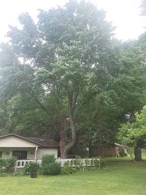 Before and After - Tree Removal - Call us today 989-286-1874!