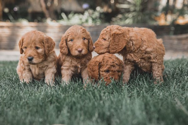Puppies - Golden State Doodles is a golden doodle breeder in the San Fransisco Bay Area. Located in San Jose, we raise healthy, happy dogs in our home that we think will make a great addition to yours. Puppies - Golden State Doodles is a golden doodle breeder in the San Fransisco Bay Area. Located in San Jose, we raise healthy, happy dogs in our home that we think will make a great addition to yours.