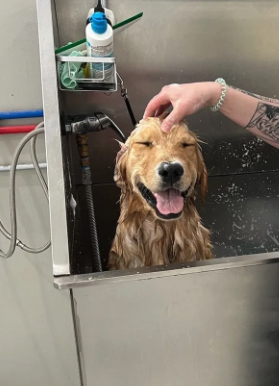 Grooming Services - Keep your pup looking and feeling their best with our professional grooming services at ZZ Dogs and Paws! Whether your furry friend needs a full spa treatment or a quick refresh, our experienced groomers provide gentle, high-quality care tailored to your dog's needs.

Why Choose Our Grooming Services?
Full-Service Grooming – Baths, haircuts, nail trimming, and more.
Safe & Stress-Free Experience – Gentle handling in a calm environment.
Personalized Care – Grooming tailored to your pet’s breed and coat type.

Treat your pup to a fresh look and a happy, healthy coat! Contact us to schedule an appointment today.