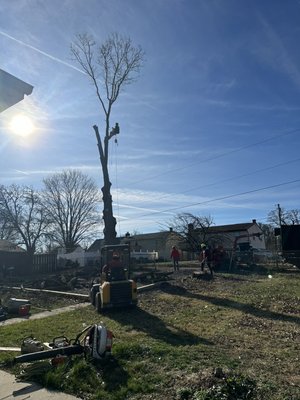 Tree removal and stump grinding - Linthicum Heights MD TREE REMOVAL AND STUMP GRINDING! Tree removal and stump grinding - Linthicum Heights MD TREE REMOVAL AND STUMP GRINDING!