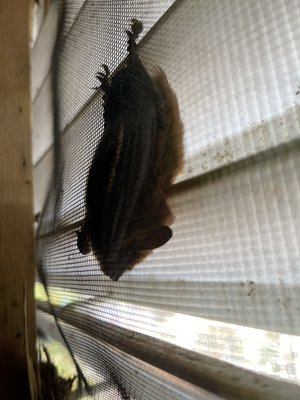 Bats in your attic or gable vent - If you think bats are in your home we recommend addressing it asap before they invade your attic and contaminate it. Bats in your attic or gable vent - If you think bats are in your home we recommend addressing it asap before they invade your attic and contaminate it.