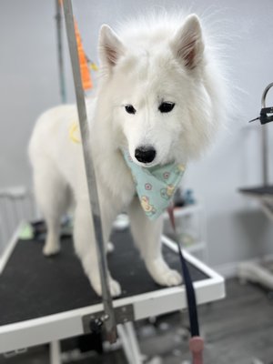 Samoyed Full Groom – De-shedding & Fluff Finish - This Samoyed came in with a heavy undercoat buildup and shedding. We performed a full grooming service including deep cleansing bath, high-velocity blowout, and thorough de-shedding treatment to remove loose undercoat without damaging the top coat.

The coat was carefully brushed and fluffed to restore its natural volume and softness. Light trimming was done around the paws, sanitary areas, and outline to maintain a clean and natural appearance while keeping the breed standard look.

Samoyeds require proper coat care to prevent matting and overheating. This session significantly reduced shedding and improved overall coat health, leaving the dog clean, lightweight, and comfortable.