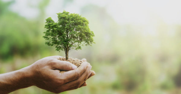 Plant Health Care - Save Your Trees, Save Your Money! - Trees are not only a beautiful feature in any yard, but they’re an integral part of your lawn health. Tree root systems aid in moisture management while providing privacy, shade, and even entertainment. However, as vital members of any yard’s ecosystem, sick trees can do a lot of harm on your property before decaying quickly past the point of no return. Since many people don’t understand the power of invasive and destructive lawn pests, they may not understand how common sick trees are. Plant Health Care - Save Your Trees, Save Your Money! - Trees are not only a beautiful feature in any yard, but they’re an integral part of your lawn health. Tree root systems aid in moisture management while providing privacy, shade, and even entertainment. However, as vital members of any yard’s ecosystem, sick trees can do a lot of harm on your property before decaying quickly past the point of no return. Since many people don’t understand the power of invasive and destructive lawn pests, they may not understand how common sick trees are.