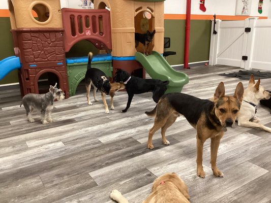 Daycare (Indoors) - Discover why Paws & Rec is quickly becoming the favorite daycare spot for dogs in Brooklyn! Our engaging programs and loving care make every day a special one for your furry friend. From group play sessions to individual attention, we cater to the needs of every dog. Bring your pup to their new favorite spot and let them enjoy a day filled with fun and care! Daycare (Indoors) - Discover why Paws & Rec is quickly becoming the favorite daycare spot for dogs in Brooklyn! Our engaging programs and loving care make every day a special one for your furry friend. From group play sessions to individual attention, we cater to the needs of every dog. Bring your pup to their new favorite spot and let them enjoy a day filled with fun and care!