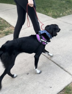 Luna the Service Dog 2022 - Luna did a board and train with us to speed up her service dog training!