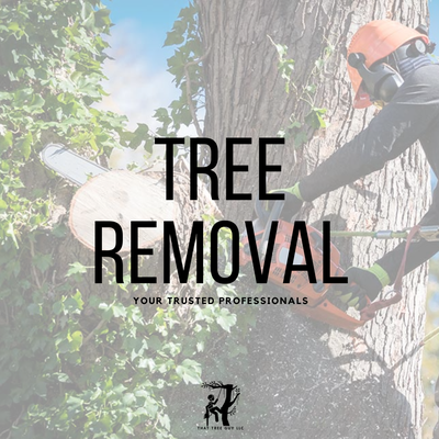 Tree Removals - You may find yourself in the unfortunate circumstance of having to remove a tree that is a hazard to you or your property. We specialize in removals that require extreme care to not destroy patio lanais, fences, and roofs! Tree Removals - You may find yourself in the unfortunate circumstance of having to remove a tree that is a hazard to you or your property. We specialize in removals that require extreme care to not destroy patio lanais, fences, and roofs!