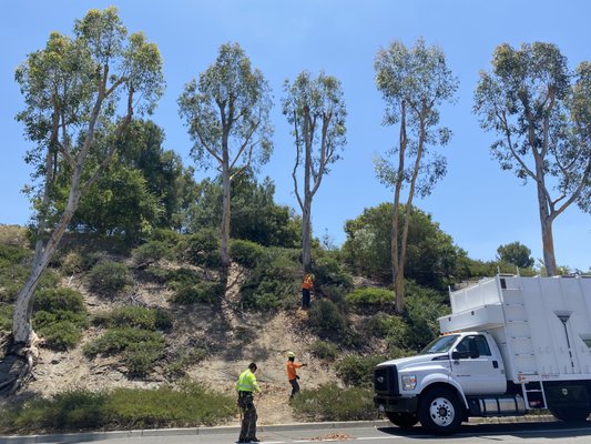 Eucalyptus Trees - Safety trimmed by removing any hazardous and/ or leaning laterals, and trimmed the remaining portion of the trees to the EUCALYPTUS TREES on the slope