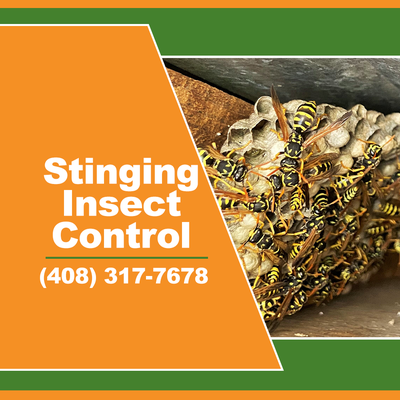 Expert Stinging Insect Control Services - We eliminate stinging insects for you - call us today at: 408-317-7608.
Don't let stinging insects like wasps, yellow jackets, or hornets ruin your backyard. Expert Stinging Insect Control Services - We eliminate stinging insects for you - call us today at: 408-317-7608.
Don't let stinging insects like wasps, yellow jackets, or hornets ruin your backyard.