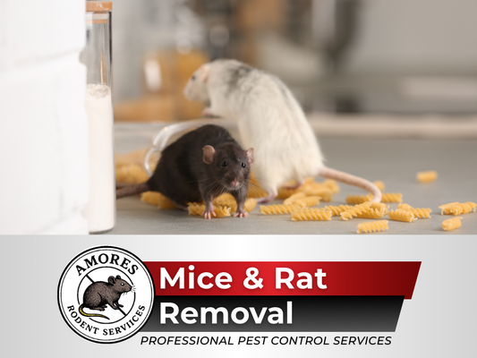 Mice & Rat Removal - Mice & Rat Removal