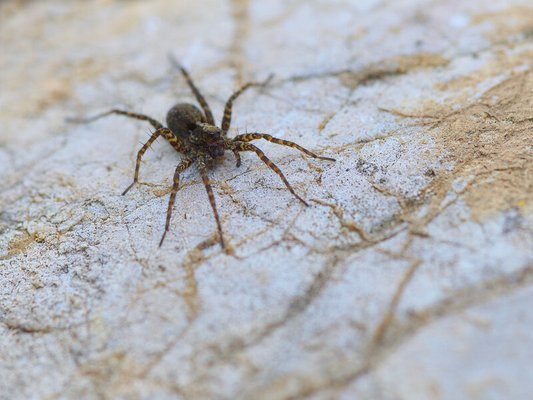 Pest Control - Your home should be a place where you can relax without worrying about insect invaders. If you need pest control services, count on the team at Prestige Termite Solutions!
