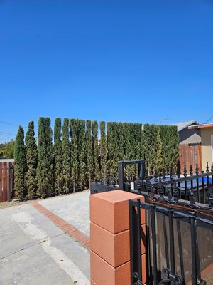Cypress Trimming - After trimming your cypress looks better and is more safety Cypress Trimming - After trimming your cypress looks better and is more safety