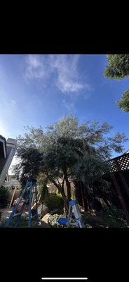 Tree work in December. - These were two of the trees we have recently worked on so far this month. Tree work in December. - These were two of the trees we have recently worked on so far this month.