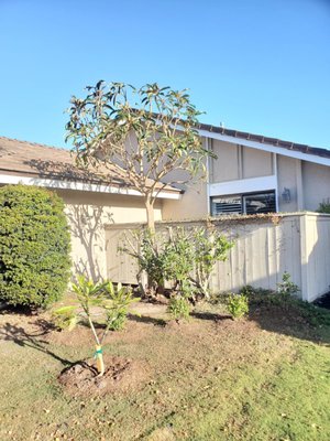 Tree pruning - Tree Services Elite 949 615 6527 Tree pruning - Tree Services Elite 949 615 6527