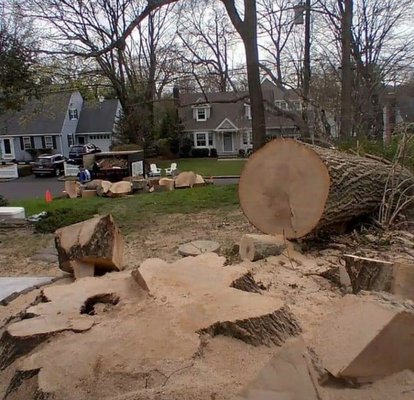 tree removal - José is in charge of making professional cuts to each tree, from the tip to the root. He makes sure every tree is removed perfectly, always committed to protecting your investment.

TEAM ASSISTANTS.
Team Helpers, our valuable assistants always ready to support us from start to finish on every project, big or small, are highly valued in our company.