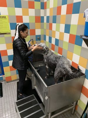 Basic Grooming & Training - Help your pup shine as a true Westside dog with our in-home grooming visits or rides to our trusted grooming partners, ensuring your furry friend stays happy, healthy, and looking effortlessly cool. A

Alongside their fresh new look, our basic training sessions will boost your dog's street smarts with city dog etiquette and command training. We guarantee a positive and engaging training experience for both you and your pup!