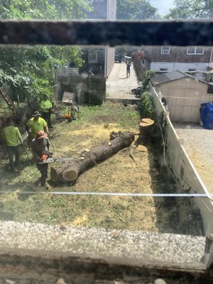 Cherry tree removal - This cherry tree was destroyed by carpenter ants and needed to be removed before it became unstable. We came in, removed the brush around the tree, disassembled the limbs, and used our gigantic wood chipper to get rid of it. We were sad to see it go, but it needed to happen. Cherry tree removal - This cherry tree was destroyed by carpenter ants and needed to be removed before it became unstable. We came in, removed the brush around the tree, disassembled the limbs, and used our gigantic wood chipper to get rid of it. We were sad to see it go, but it needed to happen.