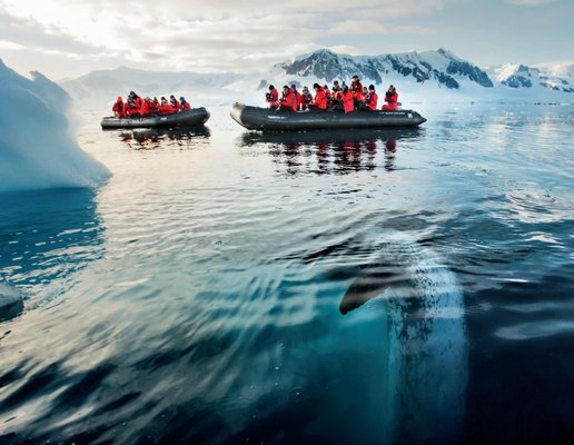 Silversea cruise to Antarctica - A trip to Antarctica is on every travel lover’s wish list.
Silversea Cruises explores the legendary white landscape of elemental forces that is home to so much wildlife. You won’t believe your eyes.
Why take an Antarctica Luxury Cruise with Silversea?
Because it’s the adventure of a lifetime in the least visited place on earth. Because our fleet of intimate expedition ships takes you so far off the beaten track, there is no track. Because we have made all-inclusive luxury cruising to Antarctica into an art form.
Silversea offers two ways of getting to the white continent. Choose to fly straight into the heart of Antarctica in just 2 hours with Antarctica Bridge or sail the iconic Drake Passage for an unforgettable experience.
Silversea is always all inclusive. Reach out for pricing, extra Virtuoso amenities and Virtuoso hosted cruises. Silversea cruise to Antarctica - A trip to Antarctica is on every travel lover’s wish list.
Silversea Cruises explores the legendary white landscape of elemental forces that is home to so much wildlife. You won’t believe your eyes.
Why take an Antarctica Luxury Cruise with Silversea?
Because it’s the adventure of a lifetime in the least visited place on earth. Because our fleet of intimate expedition ships takes you so far off the beaten track, there is no track. Because we have made all-inclusive luxury cruising to Antarctica into an art form.
Silversea offers two ways of getting to the white continent. Choose to fly straight into the heart of Antarctica in just 2 hours with Antarctica Bridge or sail the iconic Drake Passage for an unforgettable experience.
Silversea is always all inclusive. Reach out for pricing, extra Virtuoso amenities and Virtuoso hosted cruises.