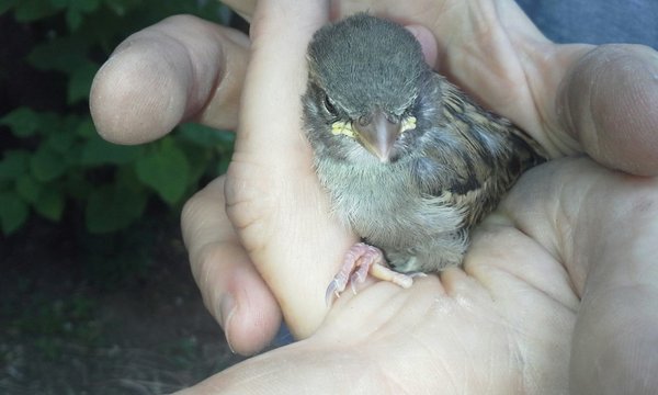 Bird Control Services - If your home or business has been flooded with feathered "friends," call Able Wildlife for the humane removal and exclusion of these creatures. Bird Control Services - If your home or business has been flooded with feathered "friends," call Able Wildlife for the humane removal and exclusion of these creatures.