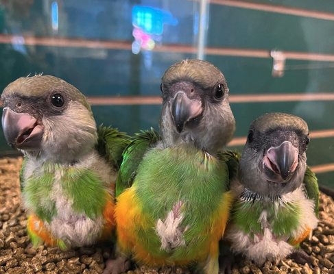 Baby Parrots ❤️ - Exotic Bird Babies!!! Baby Parrots ❤️ - Exotic Bird Babies!!!