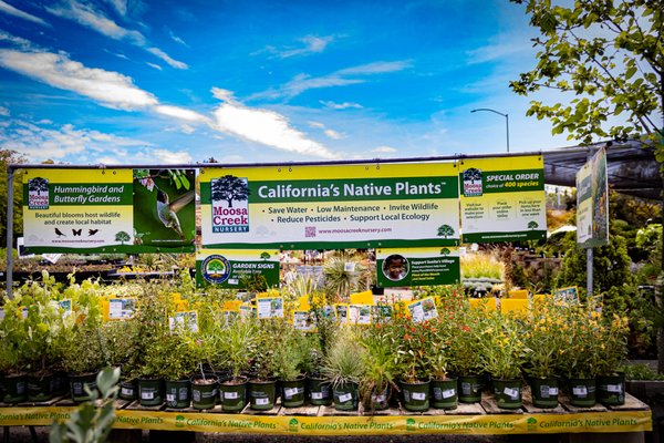 Retail Partner pick up - Retail Partners are located all over San Diego, Riverside, Los Angeles and Orange County. These nurseries carry a nice selection of area specific native plants and can be special ordered through the mobile app for delivery and payment to your desired location. Retail Partner pick up - Retail Partners are located all over San Diego, Riverside, Los Angeles and Orange County. These nurseries carry a nice selection of area specific native plants and can be special ordered through the mobile app for delivery and payment to your desired location.