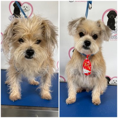 Gallary - Check out our adorable pups!
