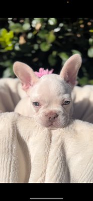 leota - this stunning 11 week old female is in search of her forever home! she will come with a one year health guarantee, 2 rounds of vaccines, lifetime support, gift basket, vet certified health check, socialized with children and other dogs, and hand raised in a family environment!