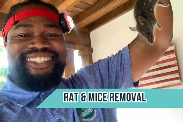 Rodent Control In Miami - The most common indicator that you need rodent control in your home or business is hearing noises in the attic at night. Scratching and scuffling sounds are often a sign of a rodent infestation.
Once rodents get inside a structure, they can destroy your home's insulation, electrical wiring, plumbing, and other structural components. They also spread as many as thirty-five different diseases to humans.
Make sure your home is safe and protected today with removal and exclusion services. Rodent Control In Miami - The most common indicator that you need rodent control in your home or business is hearing noises in the attic at night. Scratching and scuffling sounds are often a sign of a rodent infestation.
Once rodents get inside a structure, they can destroy your home's insulation, electrical wiring, plumbing, and other structural components. They also spread as many as thirty-five different diseases to humans.
Make sure your home is safe and protected today with removal and exclusion services.