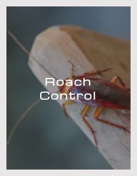 Roach Control - Roach control is crucial for preventing infestations of four common types of roaches in Texas: American, Oriental, German, and Asian. Identifying the specific type of roach is important for effective control. Our professional roach control program can handle most types with regular quarterly pest control service.