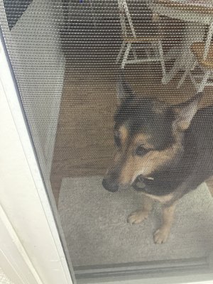 Pet Screen doors and sidelights installed. - This client wanted to see if anything could be done about his dog leaning and clawing at his screens. When we came by for the estimate we offered him Pet Screen which has high durability and extra security. They look great and our client was very happy with the result. Pet Screen doors and sidelights installed. - This client wanted to see if anything could be done about his dog leaning and clawing at his screens. When we came by for the estimate we offered him Pet Screen which has high durability and extra security. They look great and our client was very happy with the result.