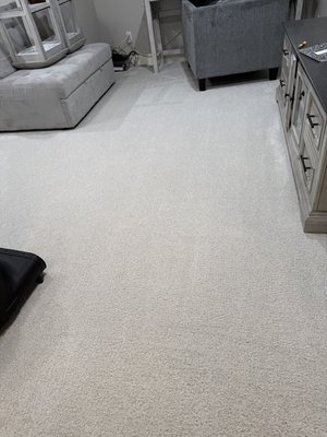 Same day pet accident clean up service! - Pet accident cleanup. Same day service!