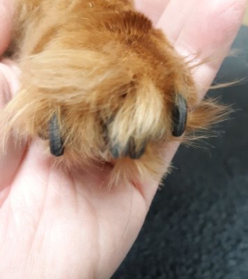 Nail grinding and paw trimming before/after - Another beautiful nail grinding and paw trimming by Cheryl.