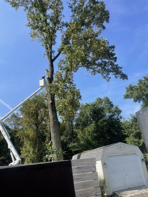 Tree Work - We remove a tree, all the logos, and branches and we also did stump removal. We left the property clean.
