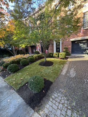 Leaf clean-up - Removal of fallen leaves to maintain a clean lawn. Leaf clean-up - Removal of fallen leaves to maintain a clean lawn.