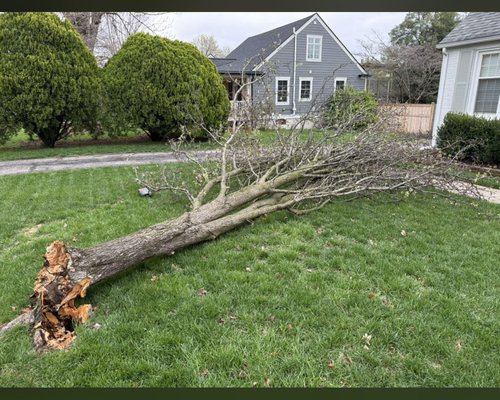 Quick little tree removal - This is a little tree the storm blew over we cleaned it up fast and efficiently!!