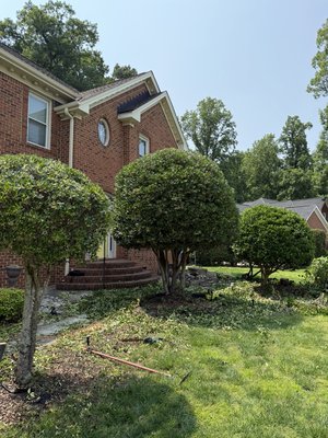 Seasonal trimming - This Lady asks us to make all of her bushes and trees in the front yard to be trimmed and to look good for the summer. And we did exactly as she asked. Very satisfied customer. Seasonal trimming - This Lady asks us to make all of her bushes and trees in the front yard to be trimmed and to look good for the summer. And we did exactly as she asked. Very satisfied customer.