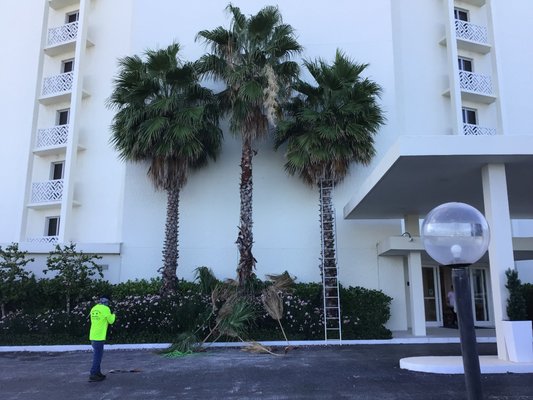 Commercial Property Trimming - Commercial Sable Palm Trimming Commercial Property Trimming - Commercial Sable Palm Trimming