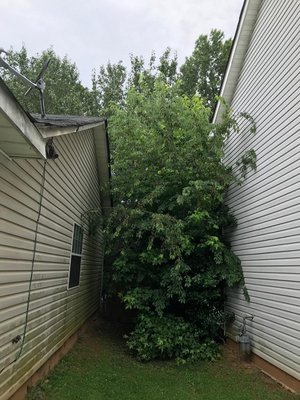 Tree Removal - There was a tree, which is near the house. It is with a lot of foliage. It represented a danger to the home. Space was gained. cleaning of the site was carried out. Tree Removal - There was a tree, which is near the house. It is with a lot of foliage. It represented a danger to the home. Space was gained. cleaning of the site was carried out.