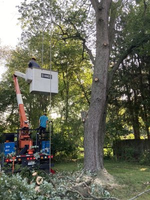 Soft maple project - This job was done on 3 big soft maples all the branches on all 3 of them went over roof causing 
Damage to roof and power lines