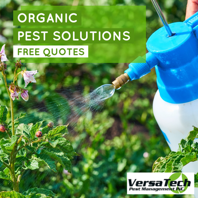 Organic Pest Control & Safe, Eco-Friendly Pest Solutions - Versa-Tech® specializes in green, organic and environmentally safe and eco-friendly pest solutions for homes and businesses in San Dimas, San Gabriel Valley, Los Angeles & Orange County, including free forensic pest inspections and quotes. Pest Solutions customized to suit your unique needs. Organic Pest Control & Safe, Eco-Friendly Pest Solutions - Versa-Tech® specializes in green, organic and environmentally safe and eco-friendly pest solutions for homes and businesses in San Dimas, San Gabriel Valley, Los Angeles & Orange County, including free forensic pest inspections and quotes. Pest Solutions customized to suit your unique needs.