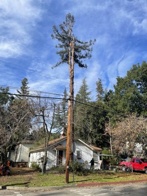 Technical removal of Redwood - This tree was unfortunately planted too close to the house and was causing foundation and walkway issues. Technical removal of Redwood - This tree was unfortunately planted too close to the house and was causing foundation and walkway issues.