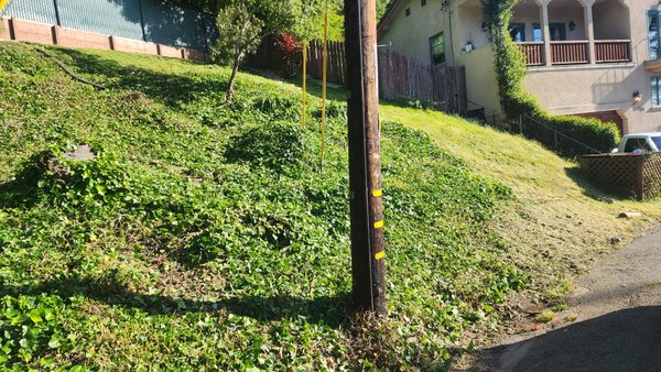 Weeds and stumps - This was done in the course of one day. Weeds and stumps - This was done in the course of one day.