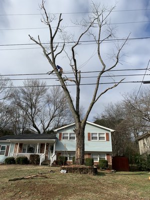 Tree Removal - This trees were removed for being in bad conditions. All projects were done because many trees were damaged, some were partially dead, and many of them were leaning towards the house. In order to keep the branches under control while they were being cut,we secure them with ropes, too avoid it being near the house.Once the trunk of the trees were small enough to hit the ground without even doing damage on the yard. We were able to use our skid steer and chainsaw to make the final cut. The owners were very satisfied with the outcome.! Tree Removal - This trees were removed for being in bad conditions. All projects were done because many trees were damaged, some were partially dead, and many of them were leaning towards the house. In order to keep the branches under control while they were being cut,we secure them with ropes, too avoid it being near the house.Once the trunk of the trees were small enough to hit the ground without even doing damage on the yard. We were able to use our skid steer and chainsaw to make the final cut. The owners were very satisfied with the outcome.!