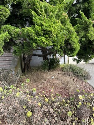 New Home new front yard transformation - Customer moved into their new home and wanted to remove the old ugly Landscaping and make it beautiful which we did