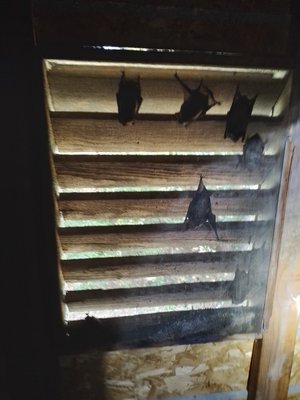 Humane and comprehensive bat exclusion and guano removal - Bats are federally protected and ecologically essential, but that doesn't mean it's healthy to have them roosting in your attic! Here at Trapstar, we understand and respect bats, and so can offer masterful bat exclusion services to ensure the health and safety of your family as well as the bats we evict. Call today to schedule a comprehensive bat inspection! Humane and comprehensive bat exclusion and guano removal - Bats are federally protected and ecologically essential, but that doesn't mean it's healthy to have them roosting in your attic! Here at Trapstar, we understand and respect bats, and so can offer masterful bat exclusion services to ensure the health and safety of your family as well as the bats we evict. Call today to schedule a comprehensive bat inspection!