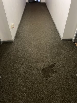 Building common area carpet stain cleaning - Carpet Cleaning at building in Westmont . Non-toxic Cleaning Products only. Some of the spots were more than two years old. We did pre spray with brushing and had water extraction.  Building common area carpet stain cleaning - Carpet Cleaning at building in Westmont . Non-toxic Cleaning Products only. Some of the spots were more than two years old. We did pre spray with brushing and had water extraction. 