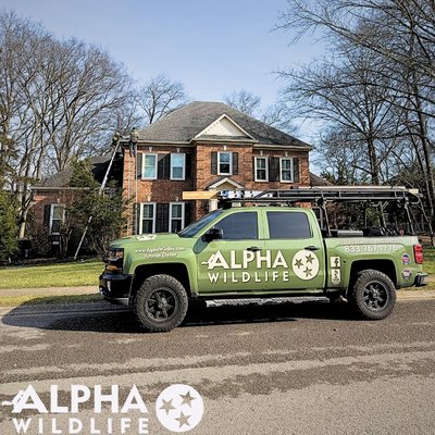 Squirrel Removal in Chattanooga - These photos highlight Alpha Wildlife’s professional squirrel removal services in Chattanooga, Tennessee, and surrounding Hamilton County communities. Squirrels are one of the most common attic invaders in Chattanooga neighborhoods like Signal Mountain, Hixson, East Brainerd, Ooltewah, and Lookout Mountain. These animals frequently enter homes through roofline gaps, attic vents, soffits, and construction seams, causing extensive damage once inside.

Squirrels chew electrical wiring, destroy attic insulation, damage wood framing, and create fire hazards inside residential and commercial structures. Many Chattanooga homeowners first notice squirrel activity by hearing scratching, running, or chewing noises in the attic, walls, or ceiling—especially during early morning and evening hours.

Alpha Wildlife Chattanooga provides fast, humane squirrel removal services performed by nationally certified wildlife control technicians. Our process begins with a full property inspection to identify active entry points, nesting areas, and structural vulnerabilities. We then implement humane trapping and removal methods, followed by professional exclusion repairs to permanently seal entry points and prevent future squirrel infestations.

Our squirrel exclusion services include sealing roof gaps, repairing soffits, installing wildlife-proof vent covers, and reinforcing vulnerable areas. This ensures long-term protection for your home and prevents squirrels from re-entering.

As a veteran-owned wildlife removal company, Alpha Wildlife Chattanooga is A+ rated by the Better Business Bureau and trusted by homeowners throughout the Chattanooga area. We have earned hundreds of 5-star Google reviews for our fast response times, same-day scheduling availability, and permanent wildlife removal solutions.

If you are hearing scratching in your attic or suspect squirrel activity in your home, Alpha Wildlife provides the professional squirrel removal Chattanooga homeowners trust. We serve Chattanooga, Signal Mountain, Hixson, East Ridge, Red Bank, Ooltewah, and surrounding areas with humane, effective wildlife removal and exclusion services.