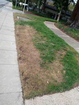 Lawn Restoration & Reseeding - Revived a declining lawn affected by grubs and herbicide damage. Removed dead grass, aerated, fertilized, and reseeded with new lawn. Finished with top dressing to protect the seed and adjusted irrigation for optimal growth—resulting in a full, healthy lawn. Lawn Restoration & Reseeding - Revived a declining lawn affected by grubs and herbicide damage. Removed dead grass, aerated, fertilized, and reseeded with new lawn. Finished with top dressing to protect the seed and adjusted irrigation for optimal growth—resulting in a full, healthy lawn.