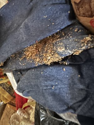 BedBug Extermination - Bedbugs are one of the trickiest pest to deal with. Most over the counter pesticides will not eliminate the pest or prevent their eggs from hatching. Our bedbug services are guaranteed and include a warranty.